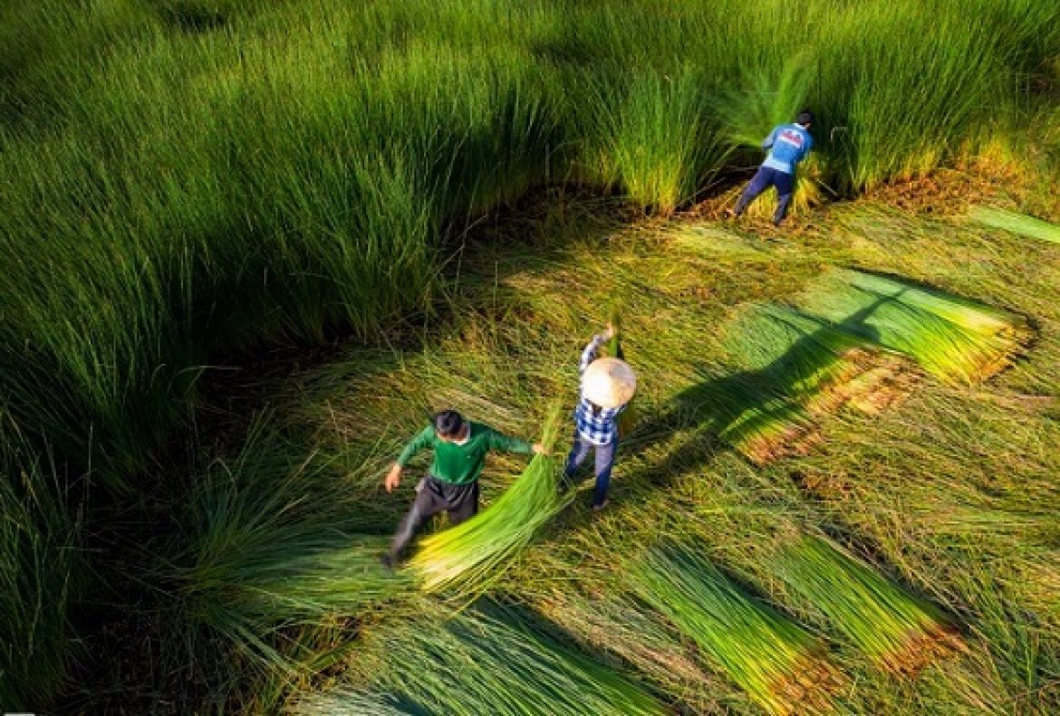 Thu hoạch cỏ bàng phục vụ cho sản xuất ống hút cỏ